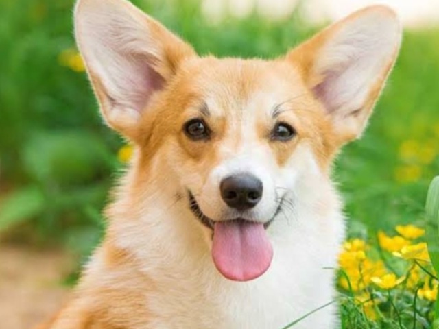 Corgi