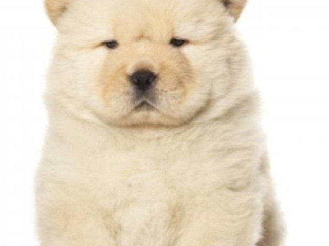 Chow chow