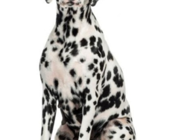 Dalmata