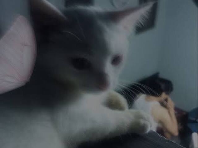 Gatinho?~Β°π»