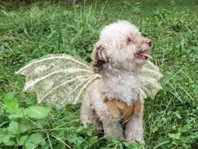 Cachorrinho?~Β°β£οΈ