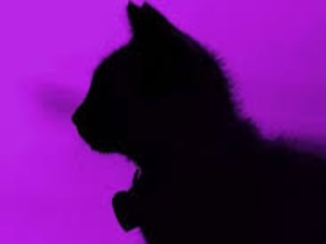 Gatinhoπββ¬