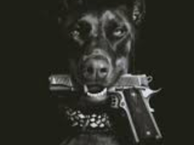 Cachorrinhoπ