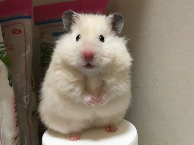 Hamster