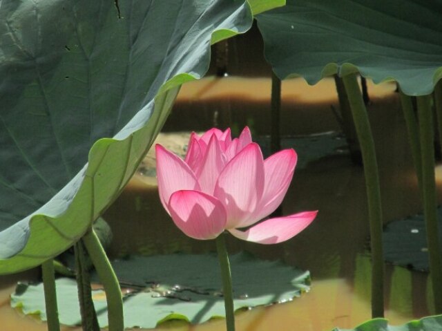 Flor de lotus