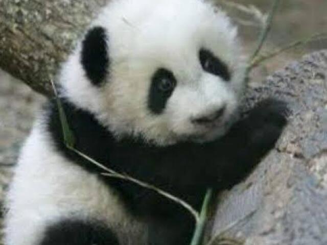 Urso Panda