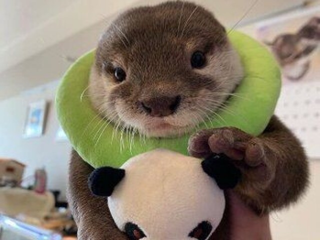 Lontra,coruja, furão e gato