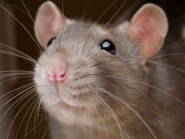 Rato