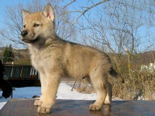 CACHORRINHO LOBO