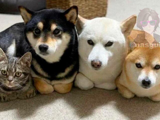Co os amigu