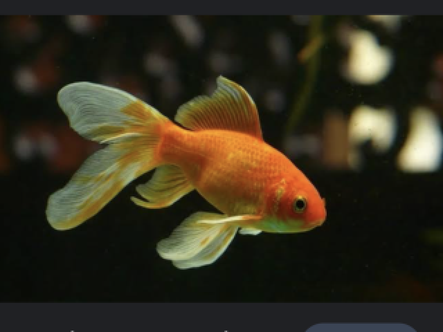 Peixe