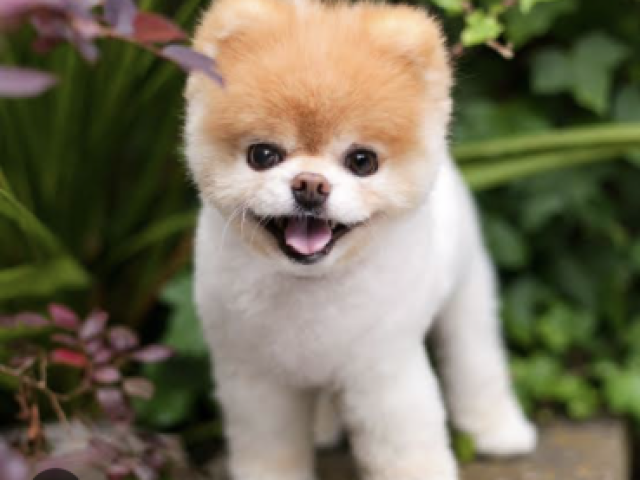 Cachorro