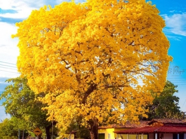 Amarelo