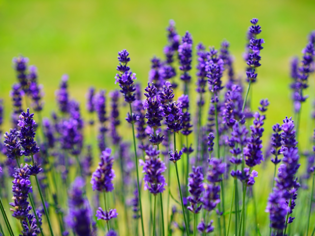 Lavanda