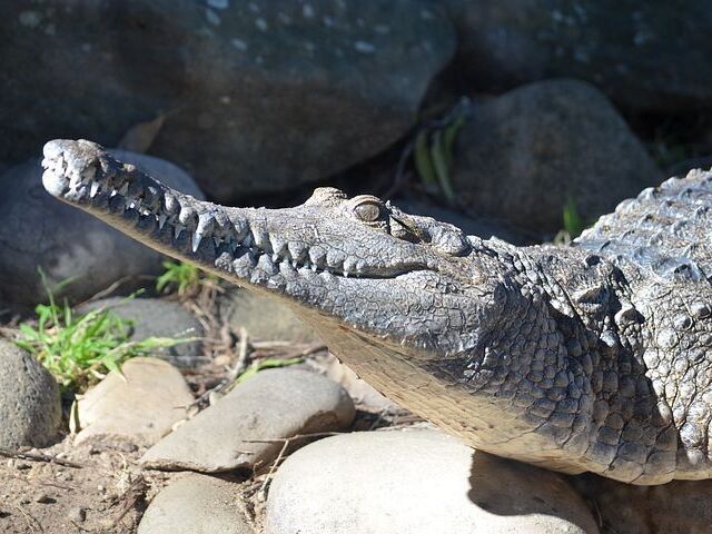 crocodilo-de-água-doce