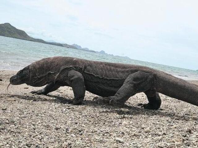 dragão-de-komodo