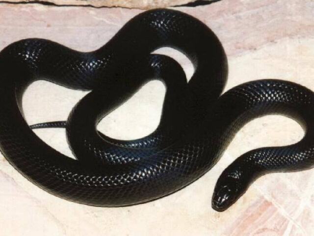 Uma serpente (Em um terrário claro)