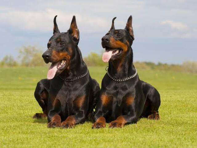 Um par de cachorros grandes tipo Dobermans ou hotweilers