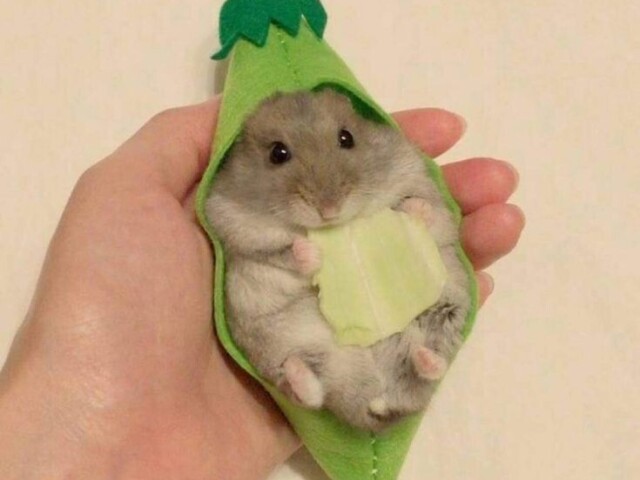 Hamster