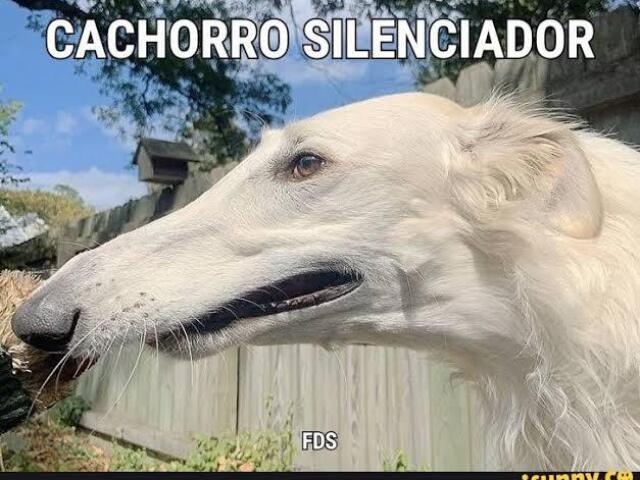 Cachorro silenciador 😎