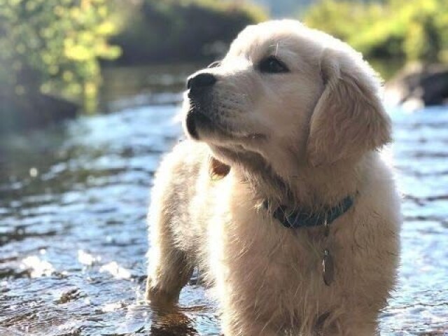 Cão