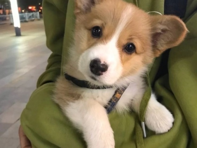 corgi