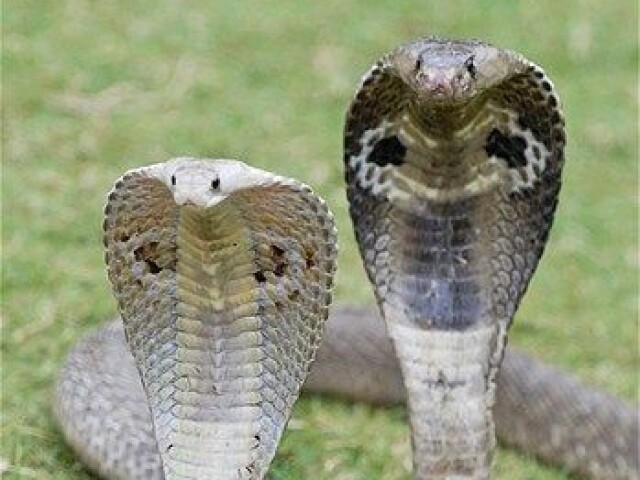 Cobras