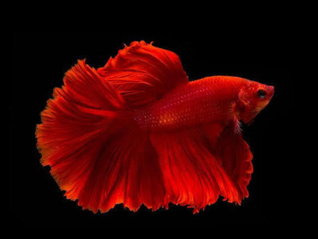 Betta