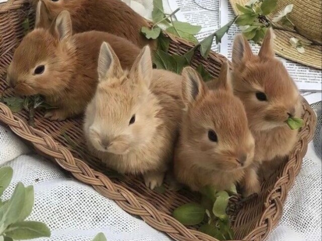 Cuidar de seus animalzinhos🦌