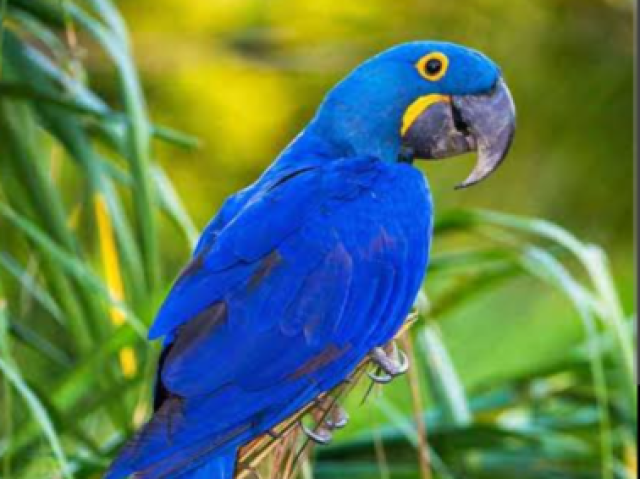 Arara, prefiro ser uma arara azul porque conseguirei voar pelos céus, sendo livre para ir para onde o vento tocar