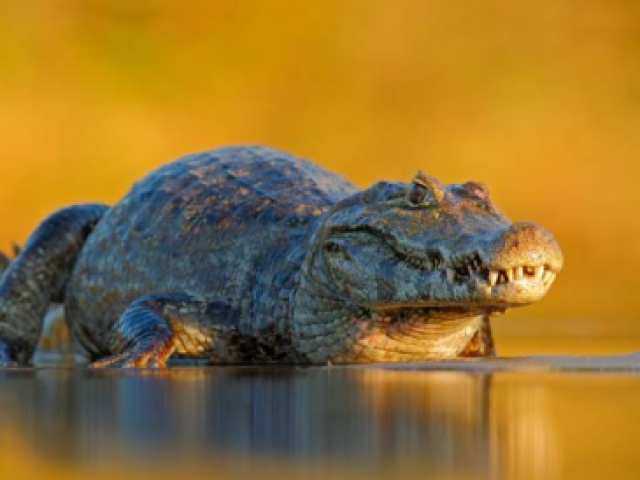 Jacaré-do-Pantanal