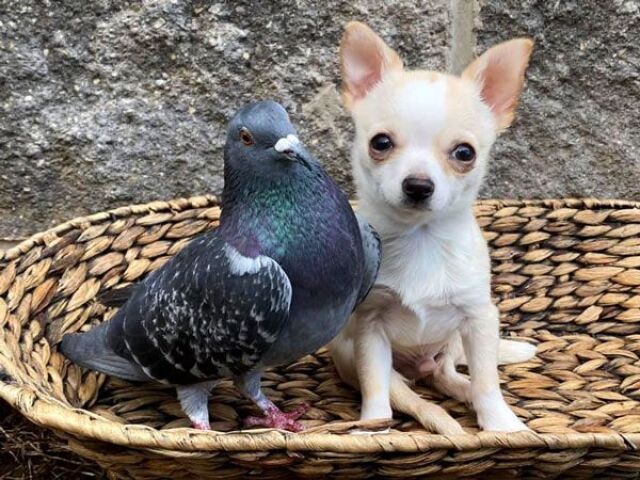 Pombo e cachorro