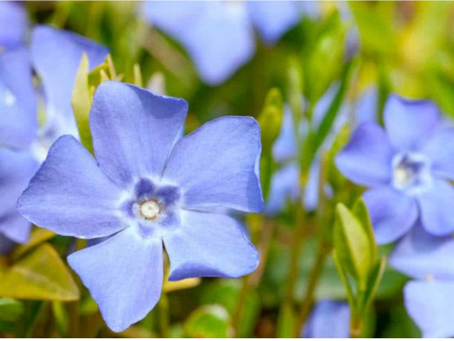 VINCA AZUL