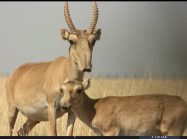 Saiga