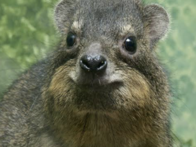 Rock Hyrax