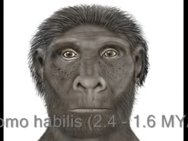 Homo Habilis. Pois os batimentos cardíacos eram mais rápidos.