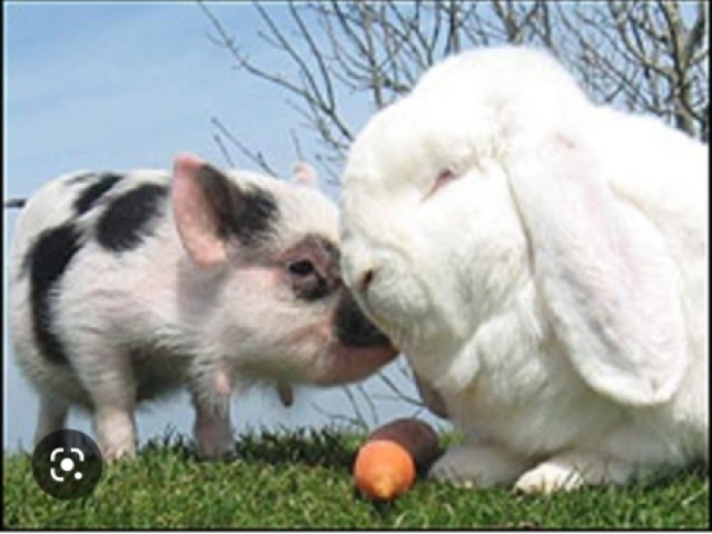 Coelho e porquinho rosa