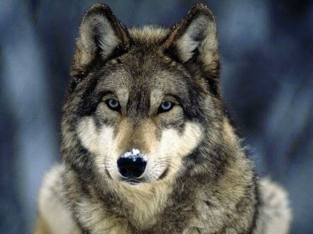 Lobo