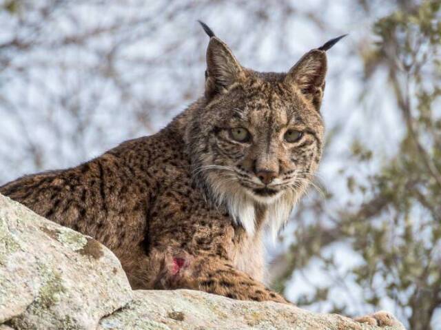 Lince