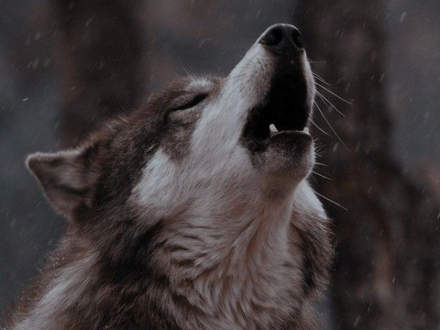 Lobo