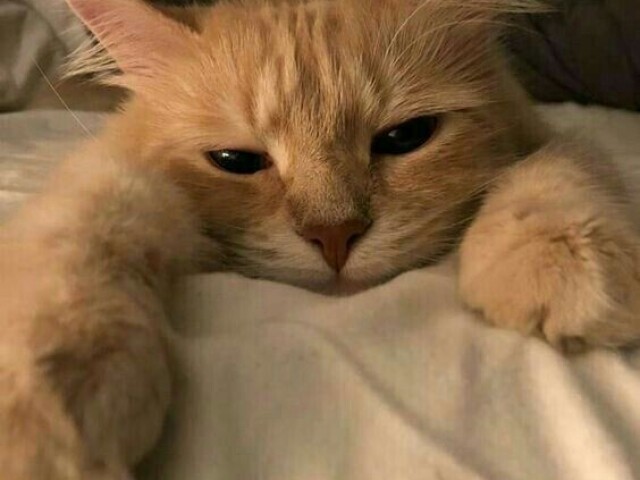 Gato