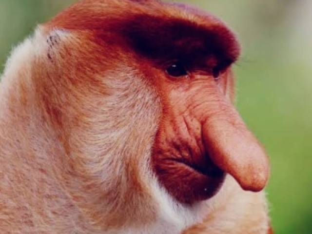 Macaco Narigudooooo