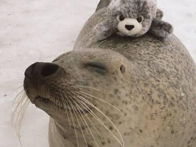 Foca, brincalhona