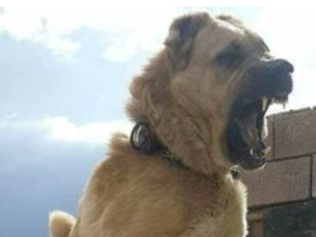 Kangal