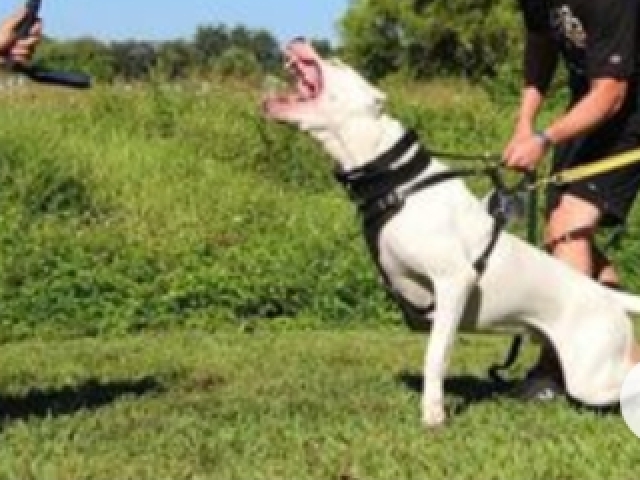 Dogue argentino