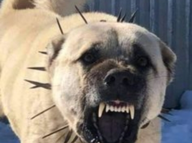 Kangal