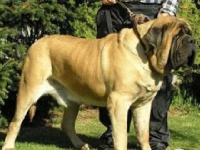 Mastiff inglês