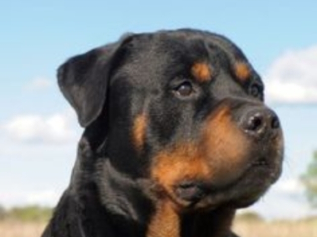 Rotweviler