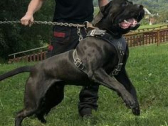 Presa canario