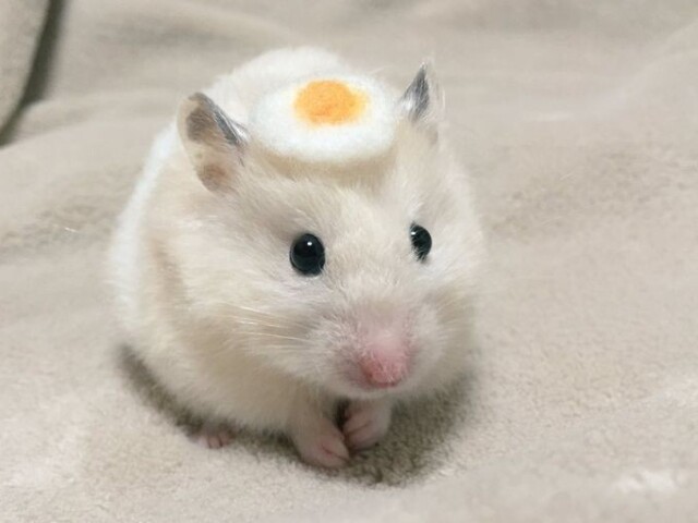 Hamster